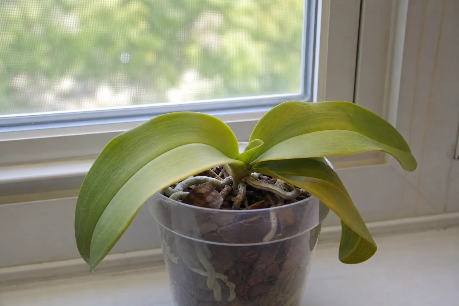 Slow Growth on Phalaenopsis Orchid - visible symptom on the plant