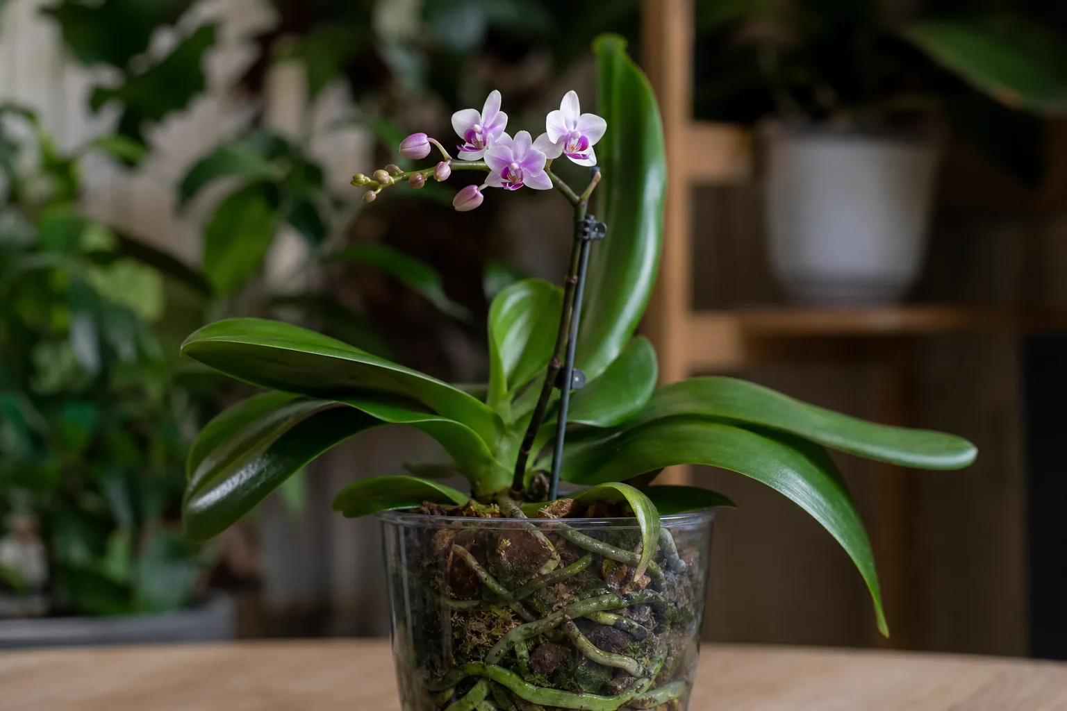 Small Flowers on Phalaenopsis Orchid - visible symptom on the plant