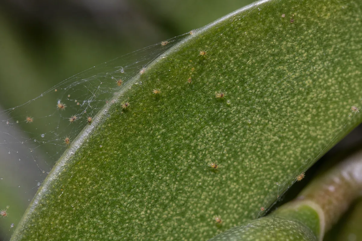 Close-up of Spider Mites on Phalaenopsis Orchid - diagnostic detail