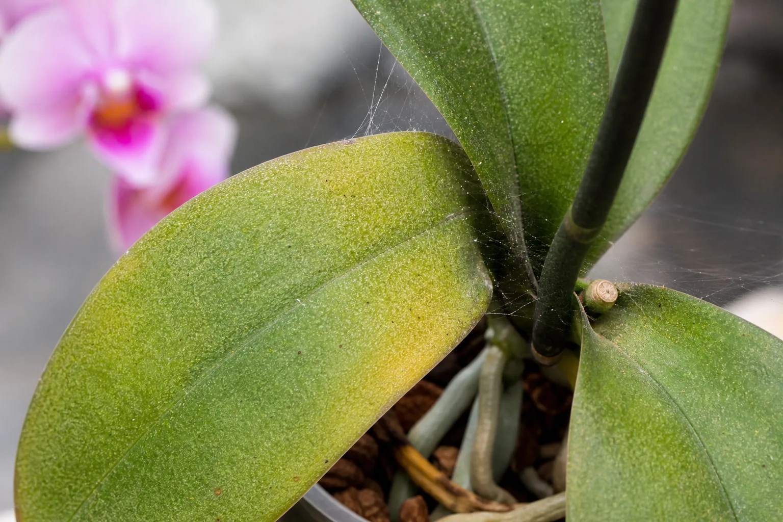 Spider Mites on Phalaenopsis Orchid - visible symptom on the plant