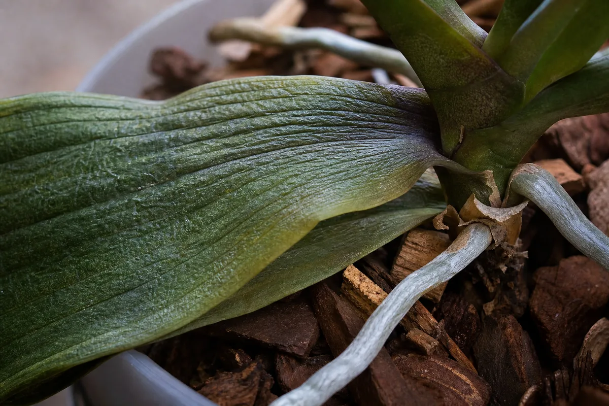 Close-up of Underwatering on Phalaenopsis Orchid - diagnostic detail