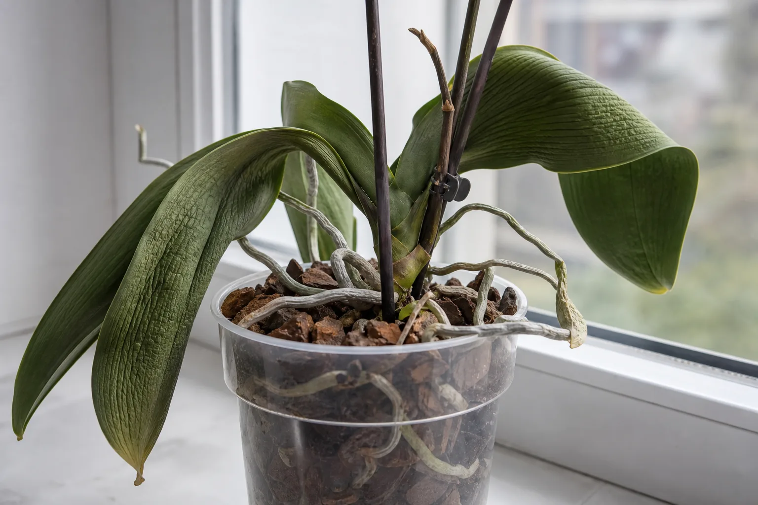 Underwatering on Phalaenopsis Orchid - visible symptom on the plant