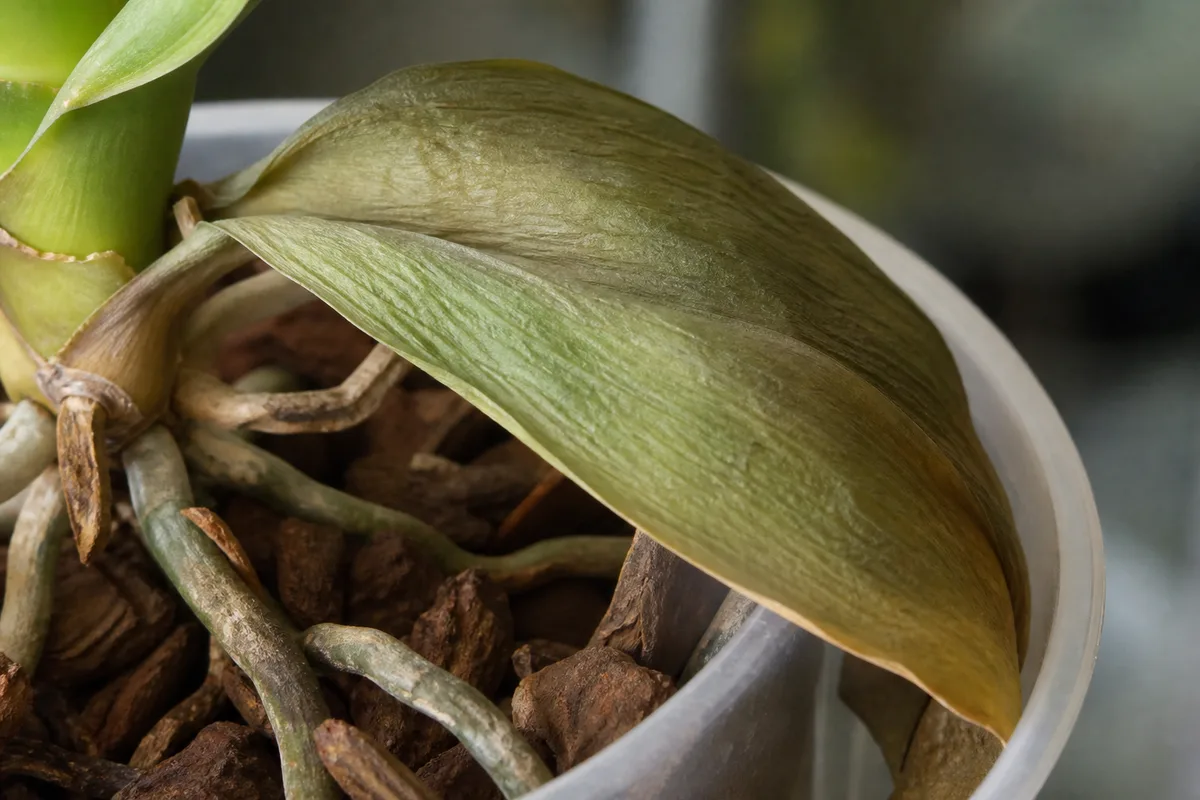 Close-up of Wilting on Phalaenopsis Orchid - diagnostic detail