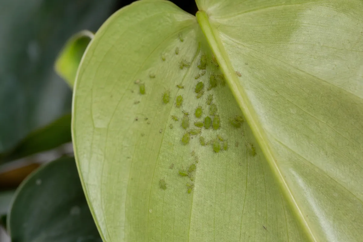 Close-up of Aphids on Heartleaf Philodendron - diagnostic detail