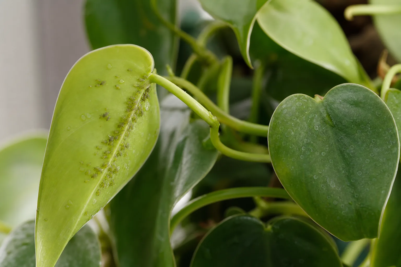 Aphids on Heartleaf Philodendron - visible symptom on the plant