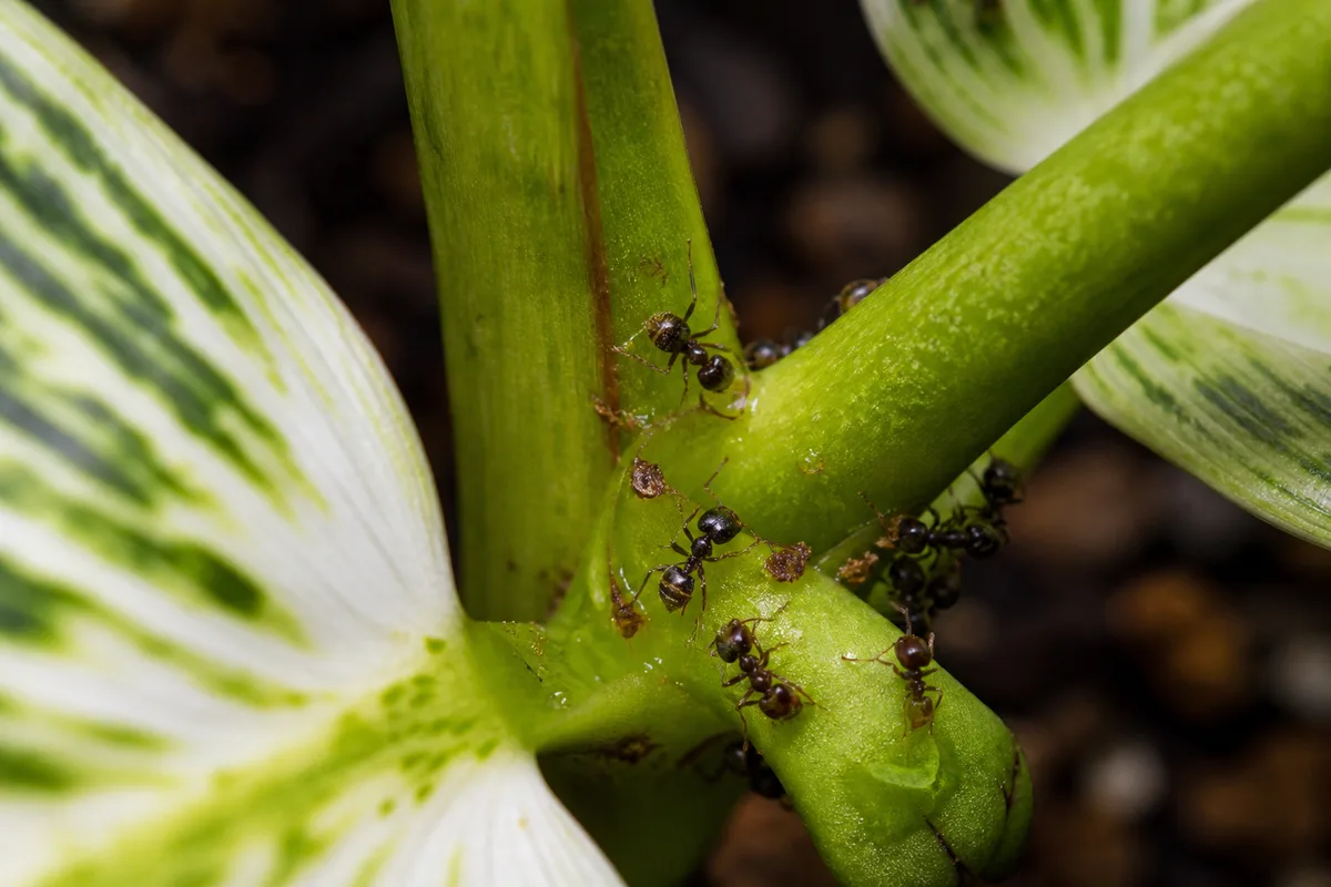 Close-up of Ants on Plant on Philodendron Birkin - diagnostic detail