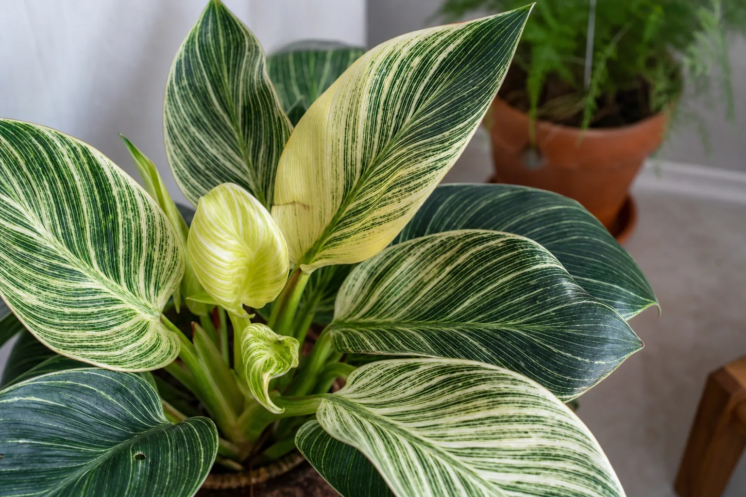 Calcium Deficiency on Philodendron Birkin - visible symptom on the plant