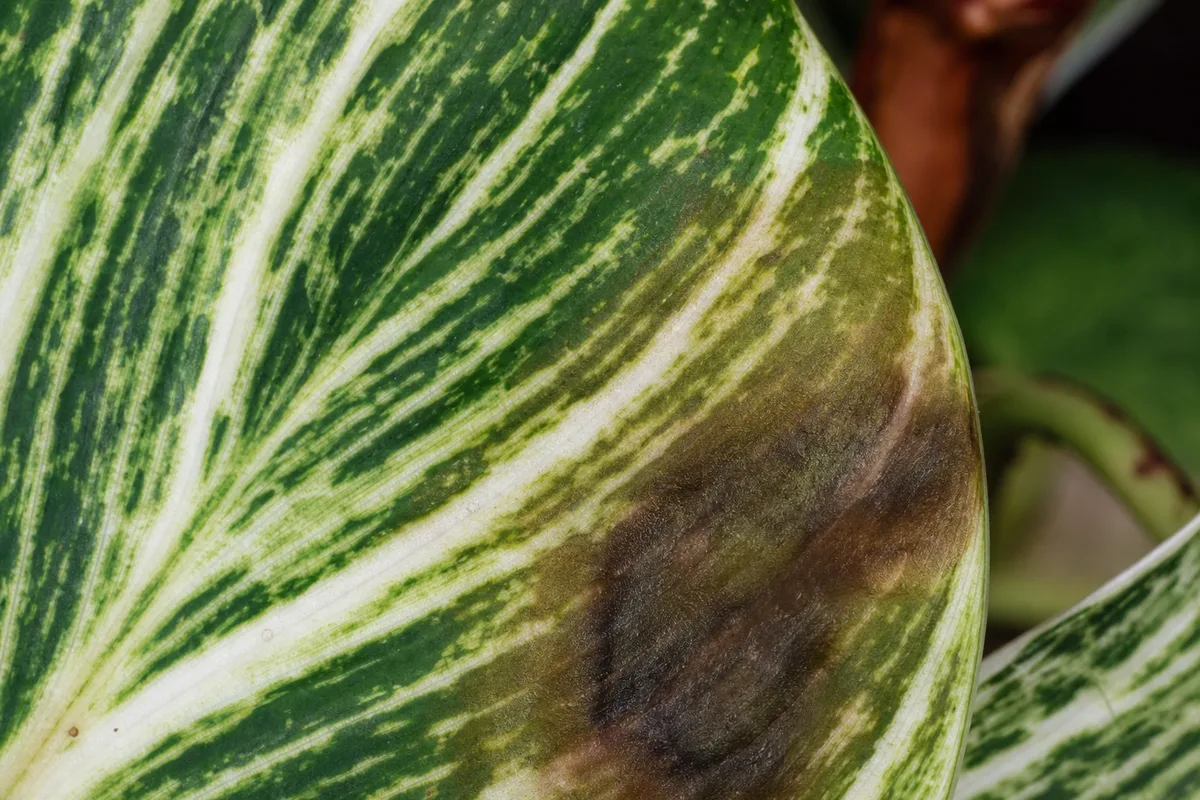 Close-up of Cold Damage on Philodendron Birkin - diagnostic detail