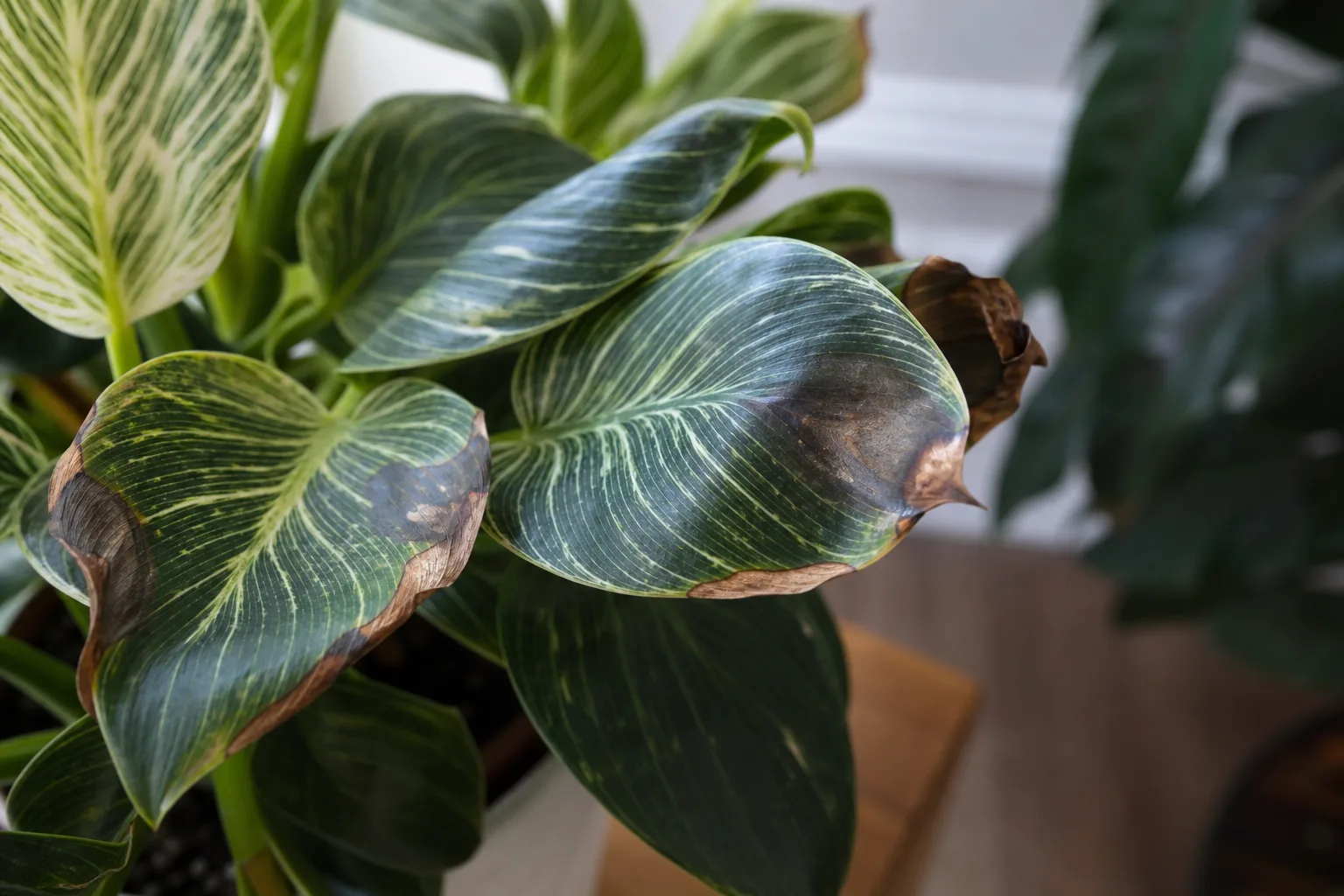 Cold Damage on Philodendron Birkin - visible symptom on the plant