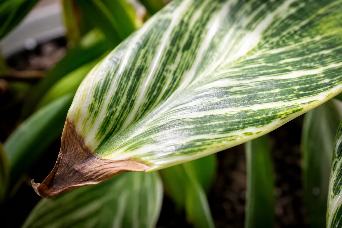 Close-up of Fertilizer Burn on Philodendron Birkin - diagnostic detail