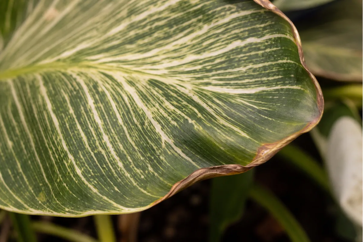 Close-up of Heat Stress on Philodendron Birkin - diagnostic detail