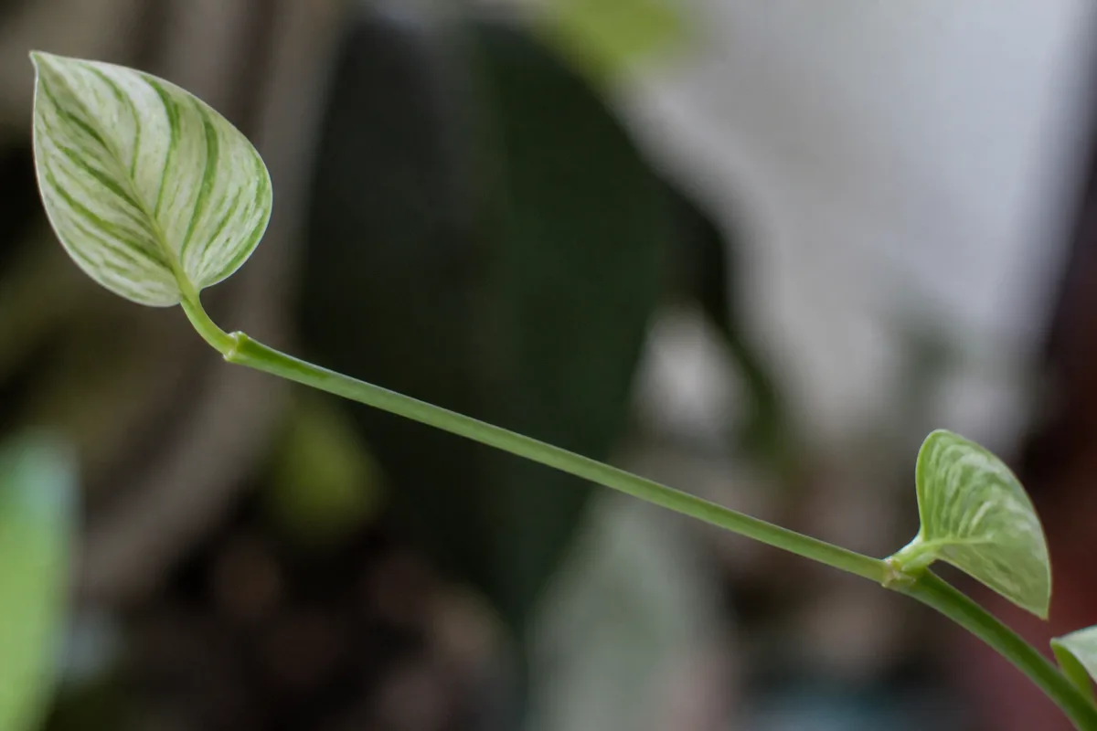 Close-up of Leggy Growth on Philodendron Birkin - diagnostic detail