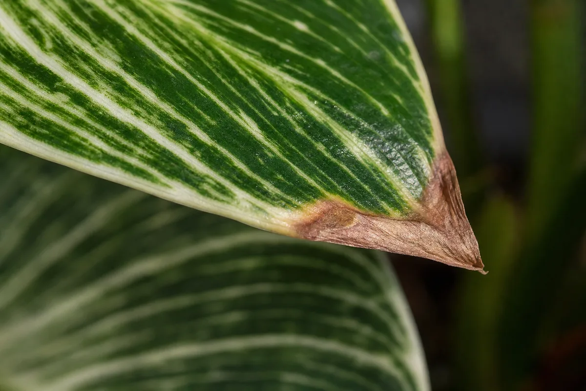Close-up of Low Humidity on Philodendron Birkin - diagnostic detail