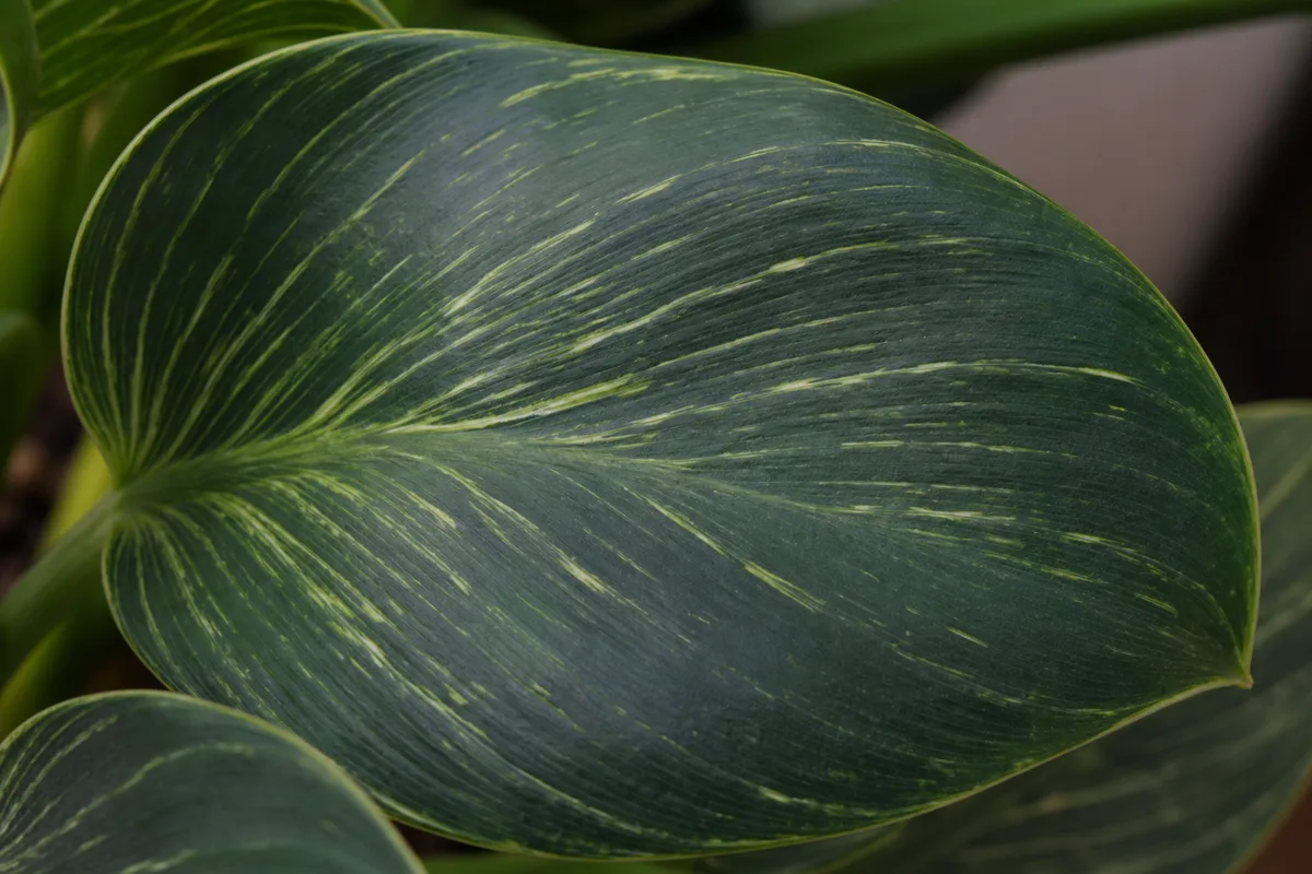 Close-up of Not Enough Light on Philodendron Birkin - diagnostic detail