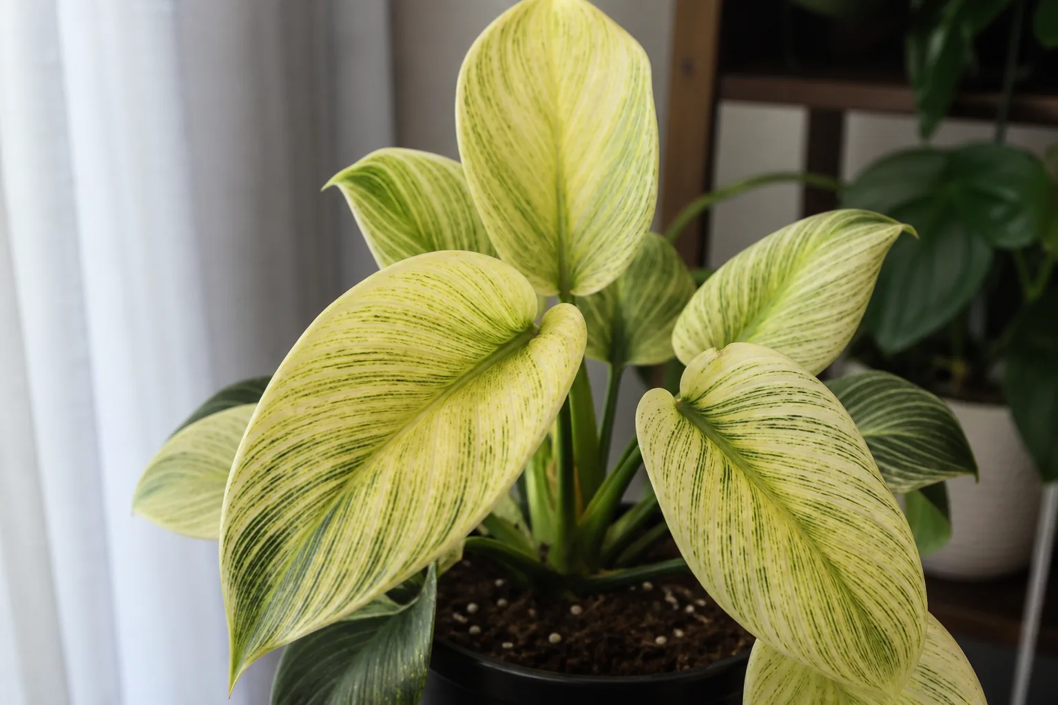 Nutrient Lockout on Philodendron Birkin - visible symptom on the plant