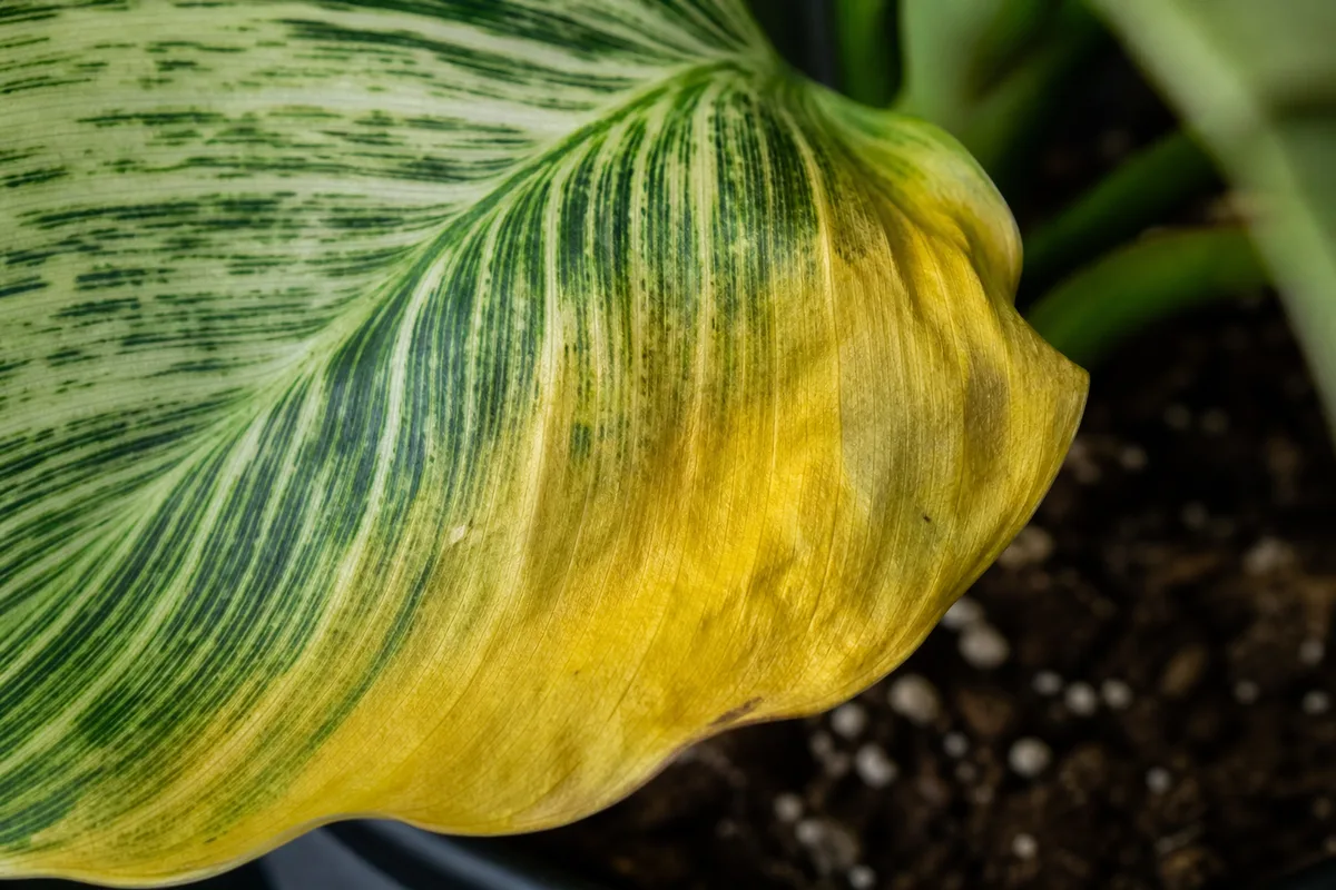Close-up of Overwatering on Philodendron Birkin - diagnostic detail
