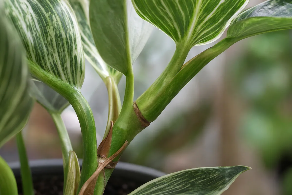 Close-up of Plant Leaning on Philodendron Birkin - diagnostic detail