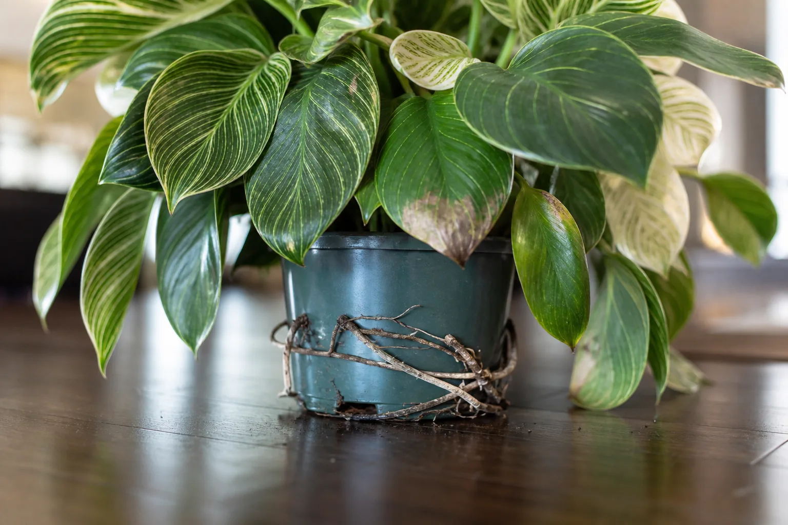 Pot Too Small on Philodendron Birkin - visible symptom on the plant