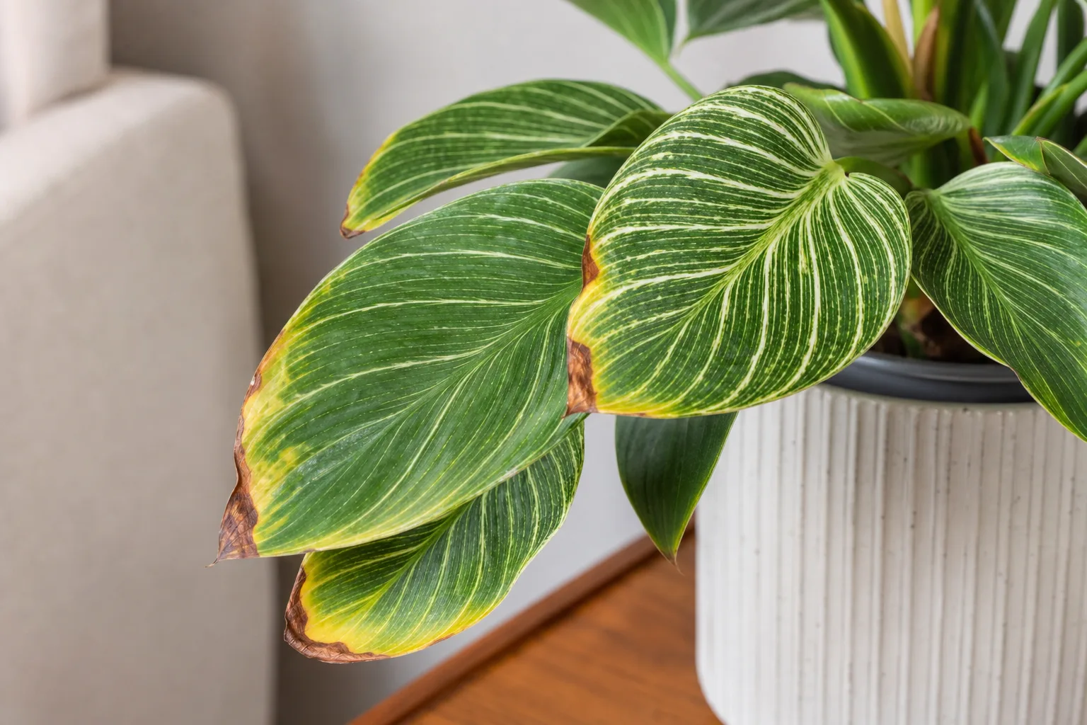 Potassium Deficiency on Philodendron Birkin - visible symptom on the plant