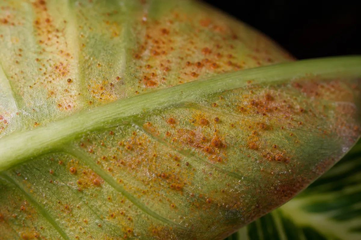Close-up of Rust Disease on Philodendron Birkin - diagnostic detail