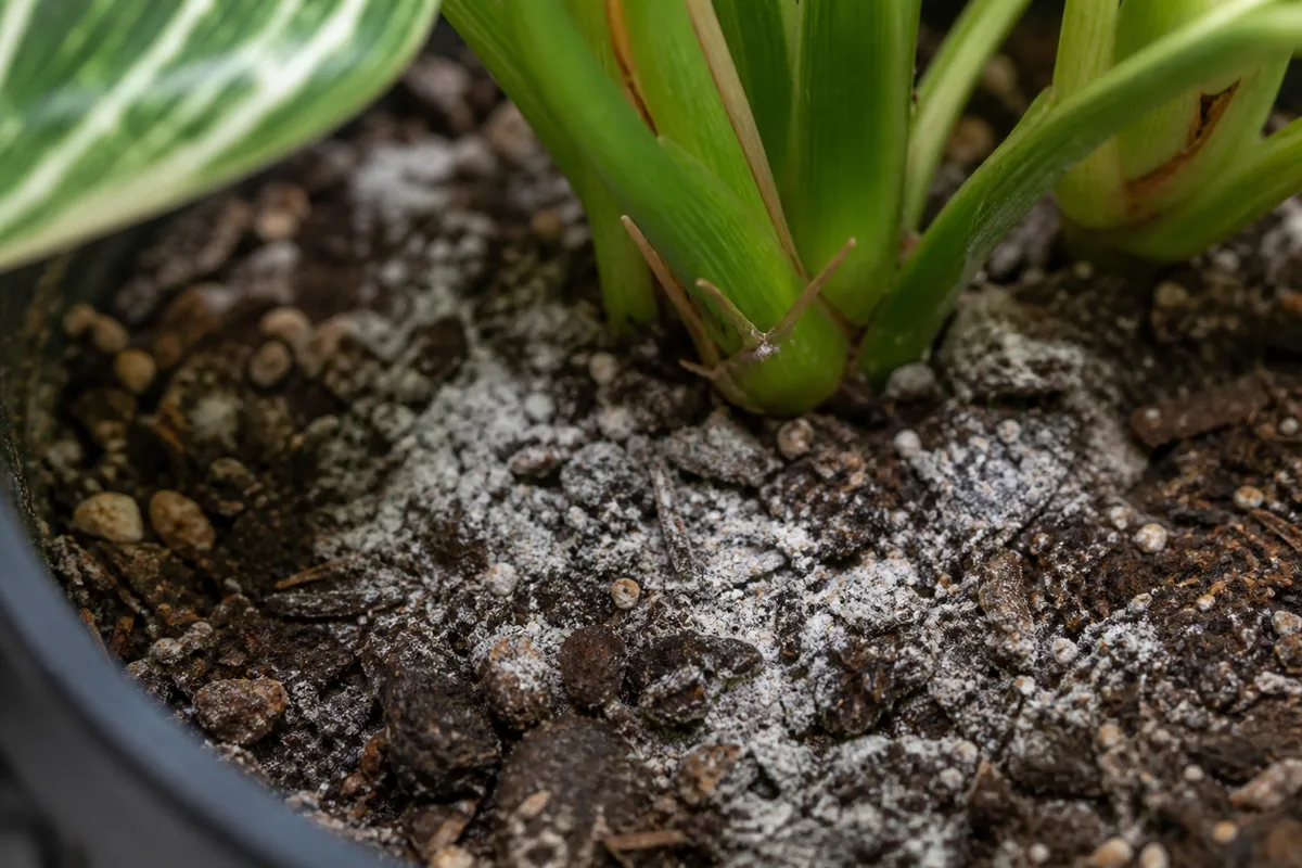 Close-up of Salt Build-up on Philodendron Birkin - diagnostic detail