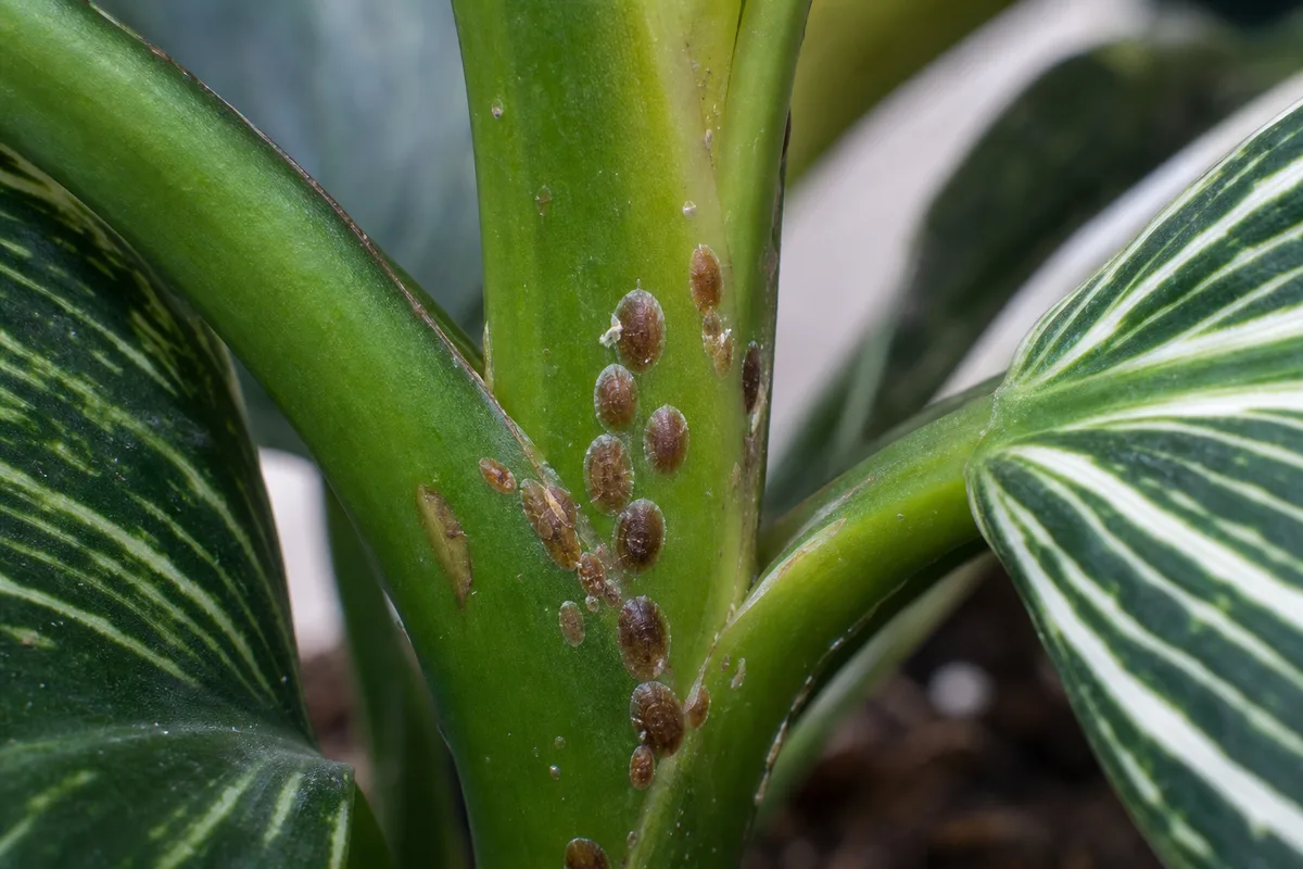 Close-up of Scale Insects on Philodendron Birkin - diagnostic detail