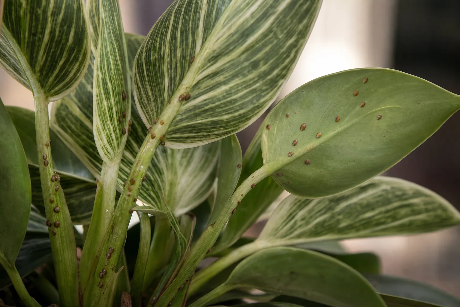 Scale Insects on Philodendron Birkin - visible symptom on the plant