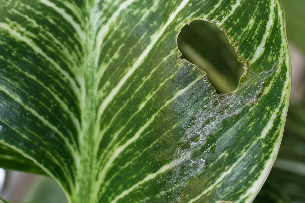 Close-up of Slugs and Snails on Philodendron Birkin - diagnostic detail