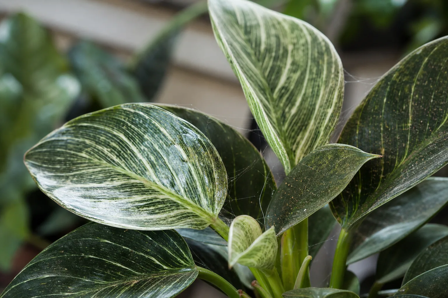 Spider Mites on Philodendron Birkin - visible symptom on the plant
