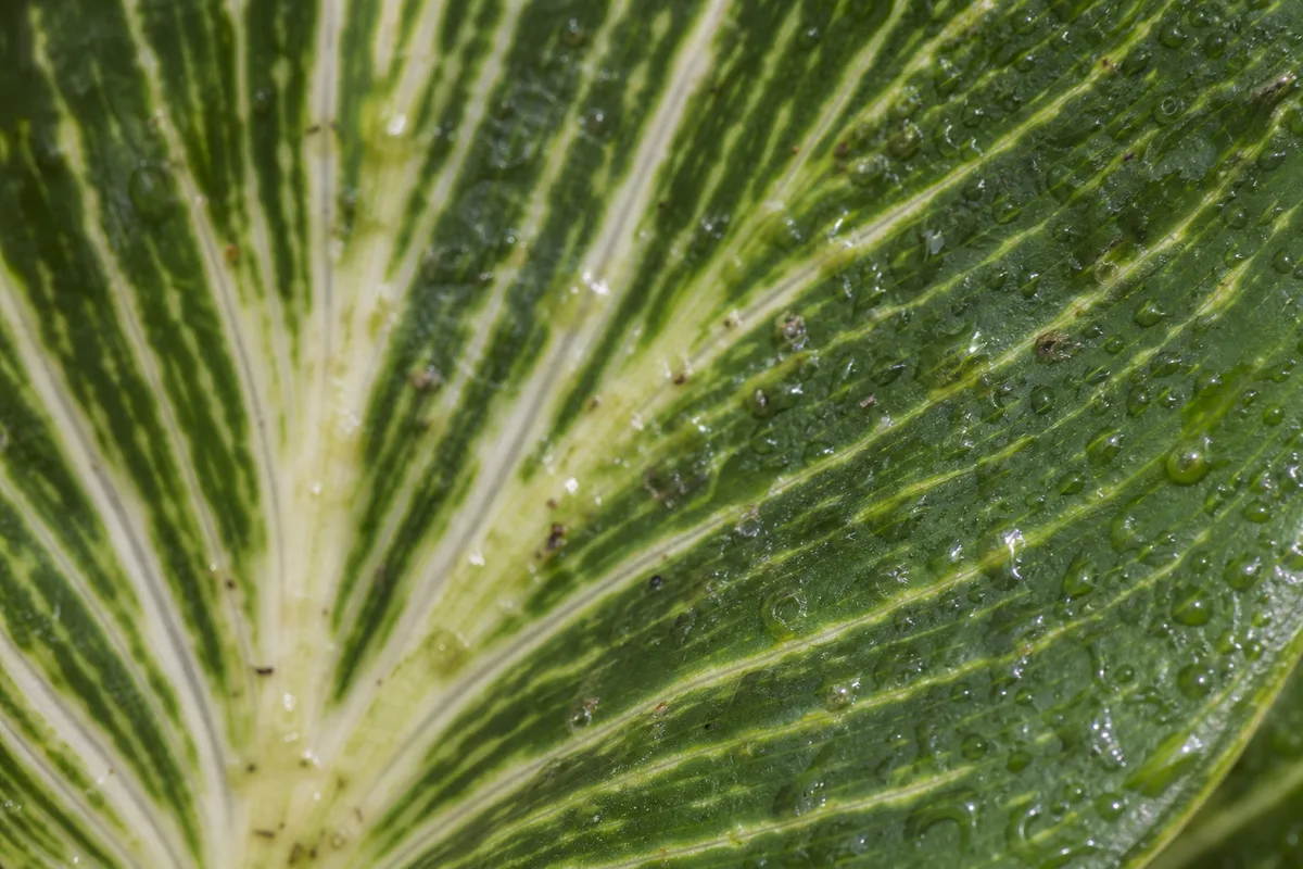 Close-up of Sticky Leaves on Philodendron Birkin - diagnostic detail