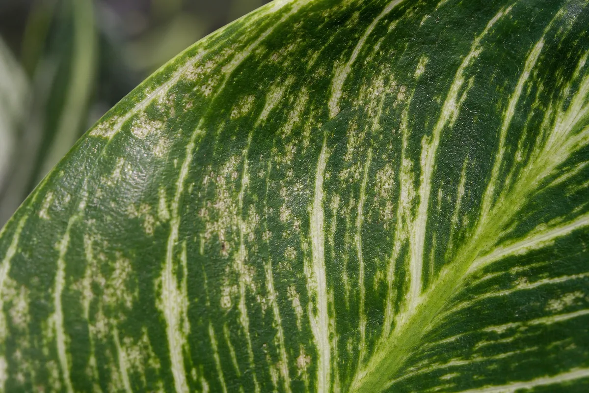 Close-up of Thrips on Philodendron Birkin - diagnostic detail