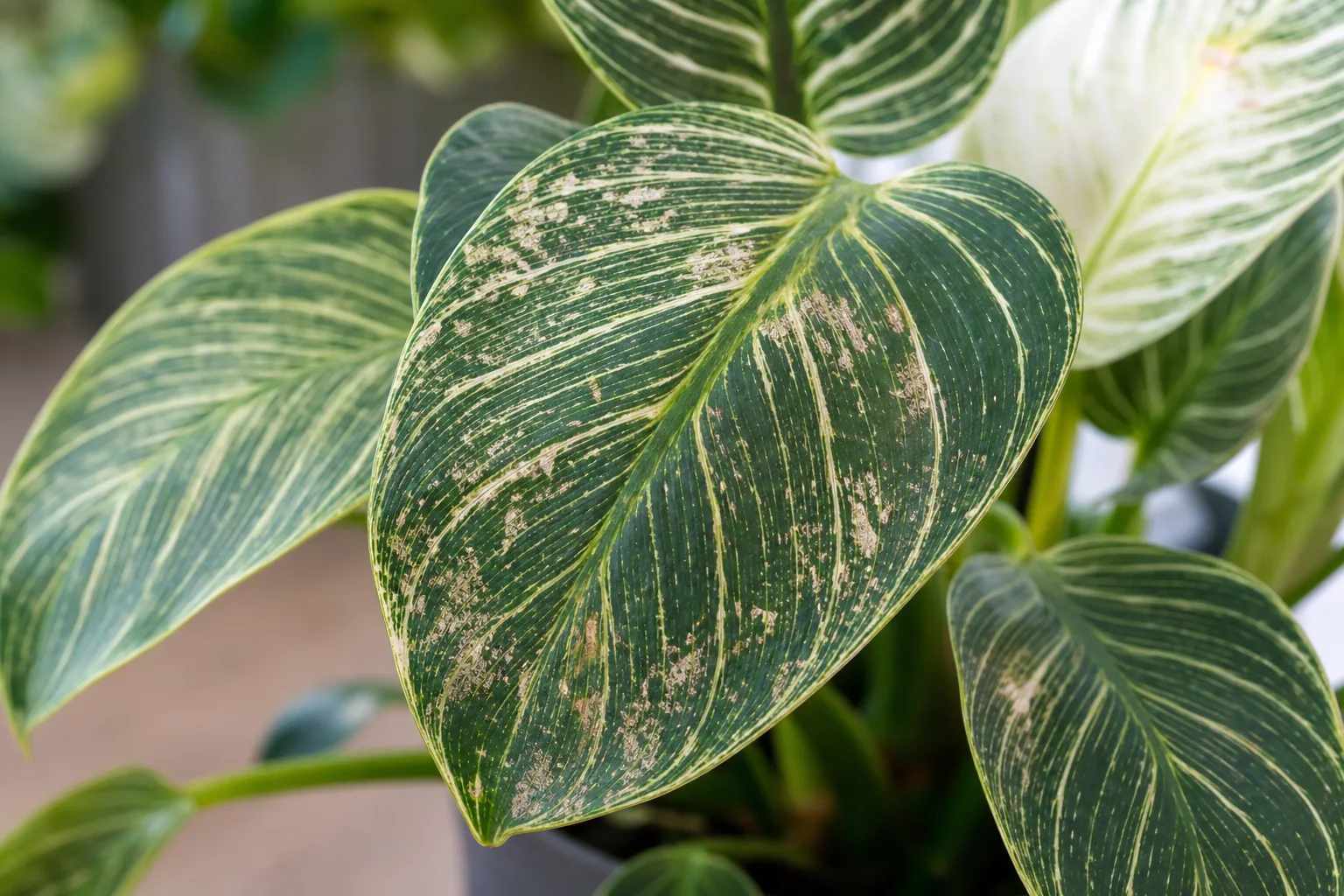Thrips on Philodendron Birkin - visible symptom on the plant