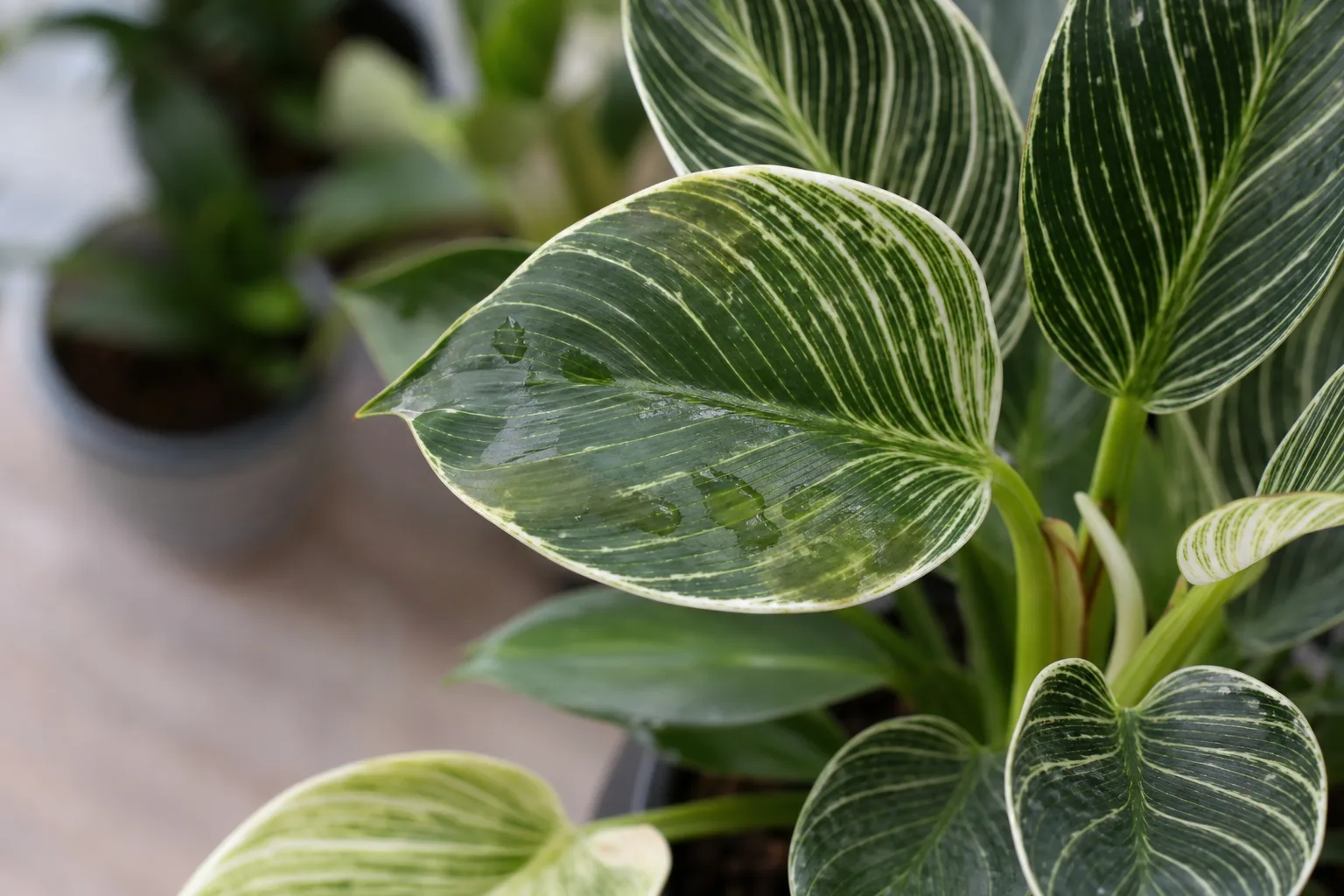 Transparent Leaves on Philodendron Birkin - visible symptom on the plant