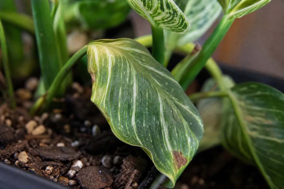 Close-up of Transplant Shock on Philodendron Birkin - diagnostic detail
