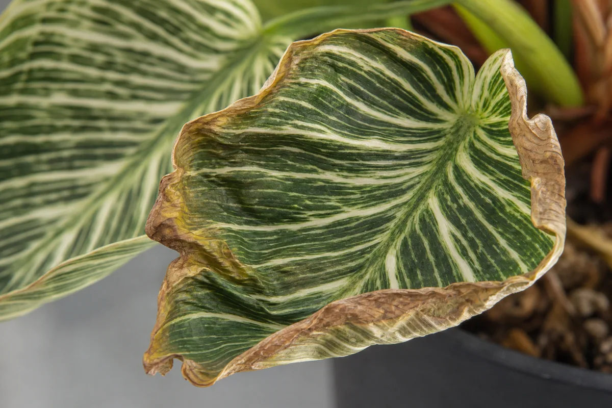 Close-up of Underwatering on Philodendron Birkin - diagnostic detail