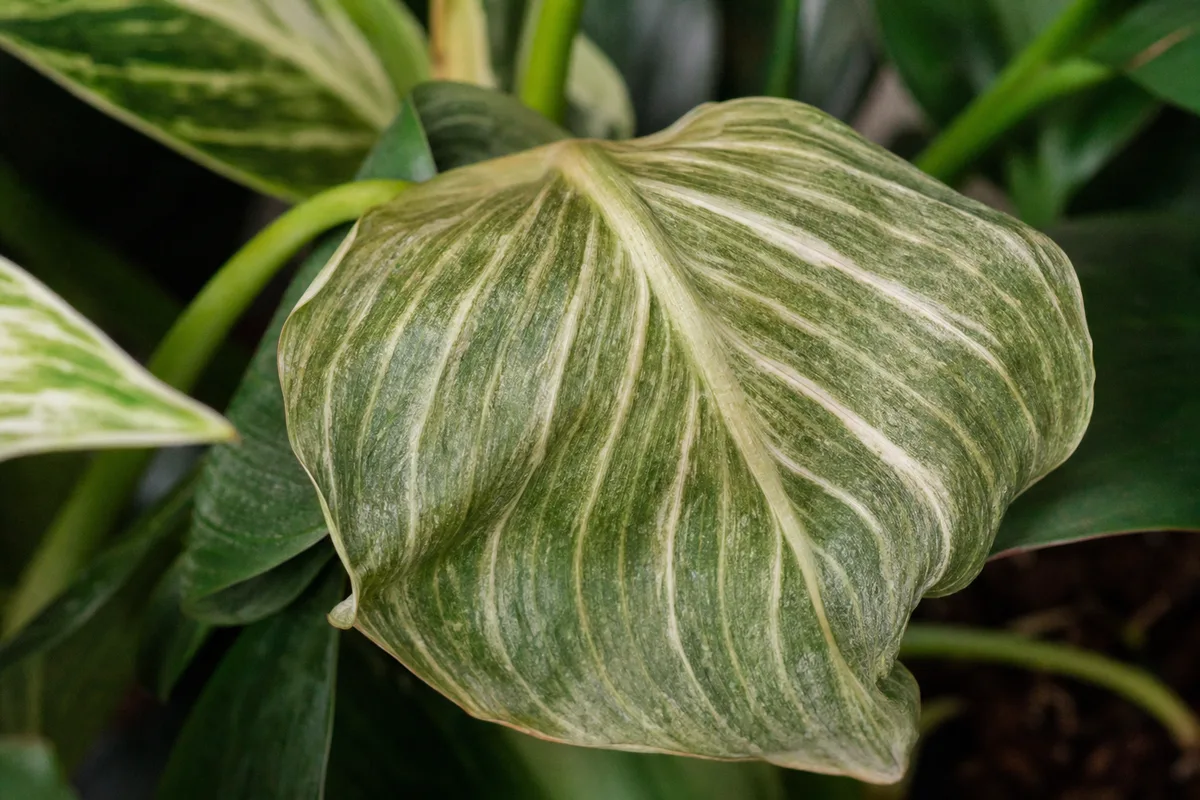 Close-up of Water Stress on Philodendron Birkin - diagnostic detail