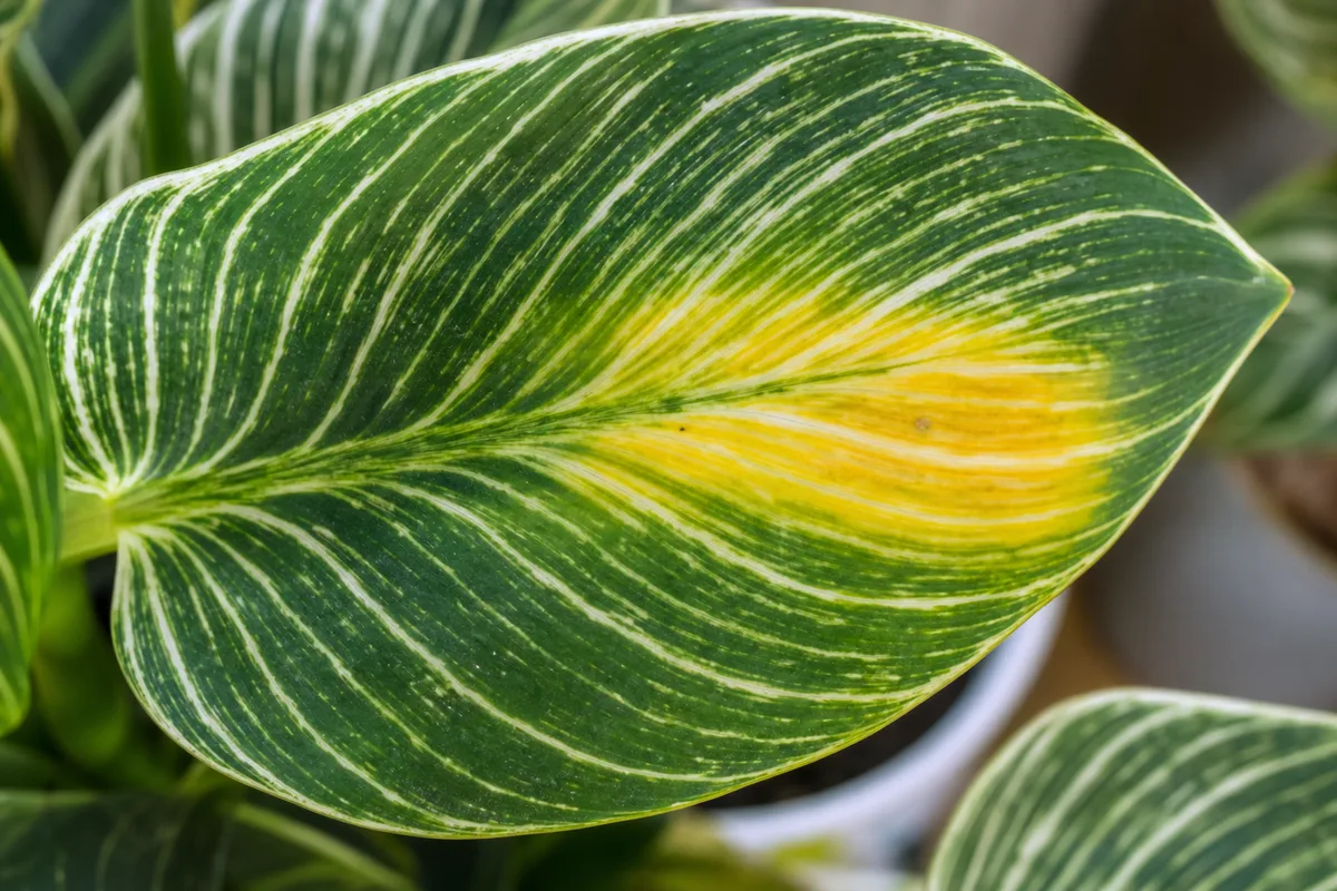 Close-up of Yellow Leaves on Philodendron Birkin - diagnostic detail