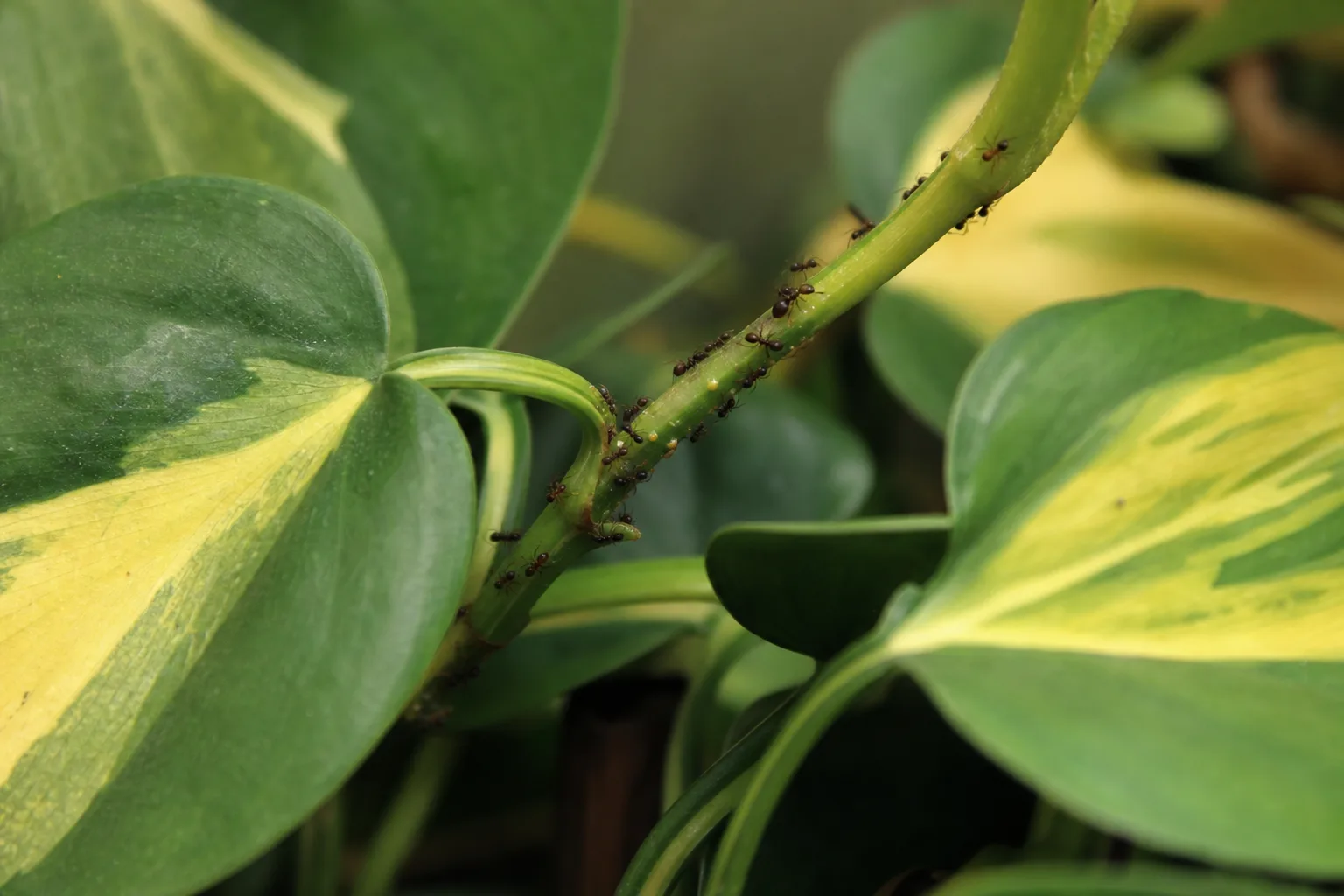 Ants on Plant on Philodendron Brasil - visible symptom on the plant