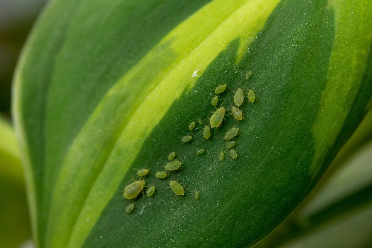 Close-up of Aphids on Philodendron Brasil - diagnostic detail