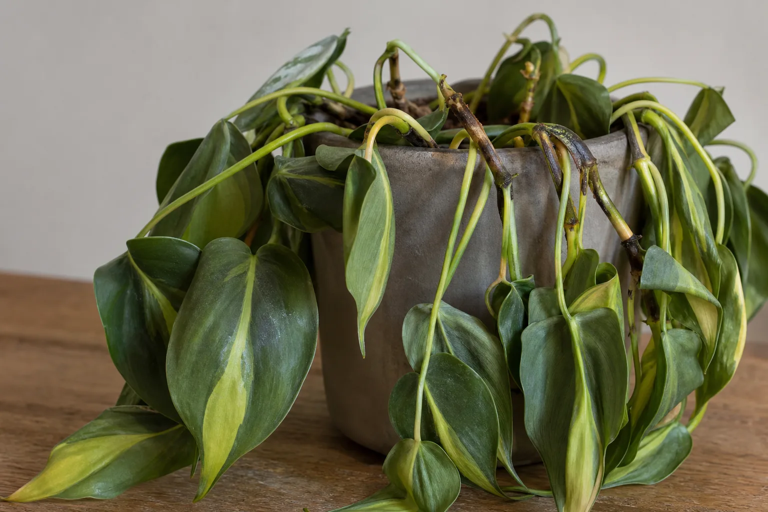 Bacterial Wilt on Philodendron Brasil - visible symptom on the plant