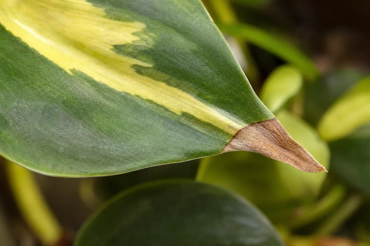Close-up of Brown Tips on Philodendron Brasil - diagnostic detail