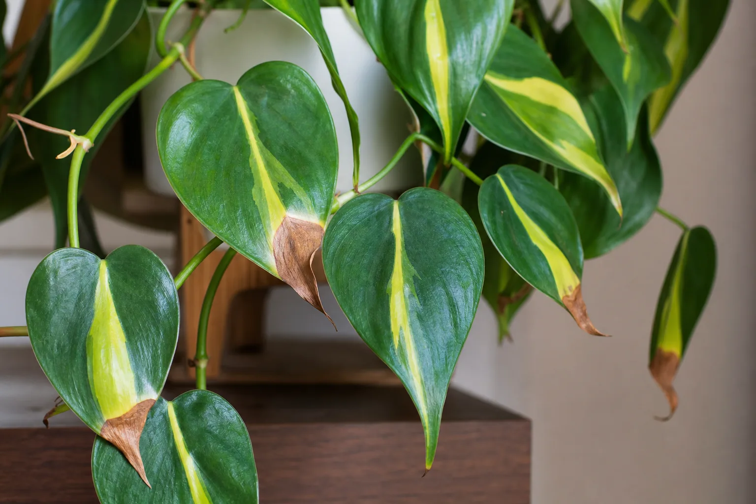 Brown Tips on Philodendron Brasil - visible symptom on the plant