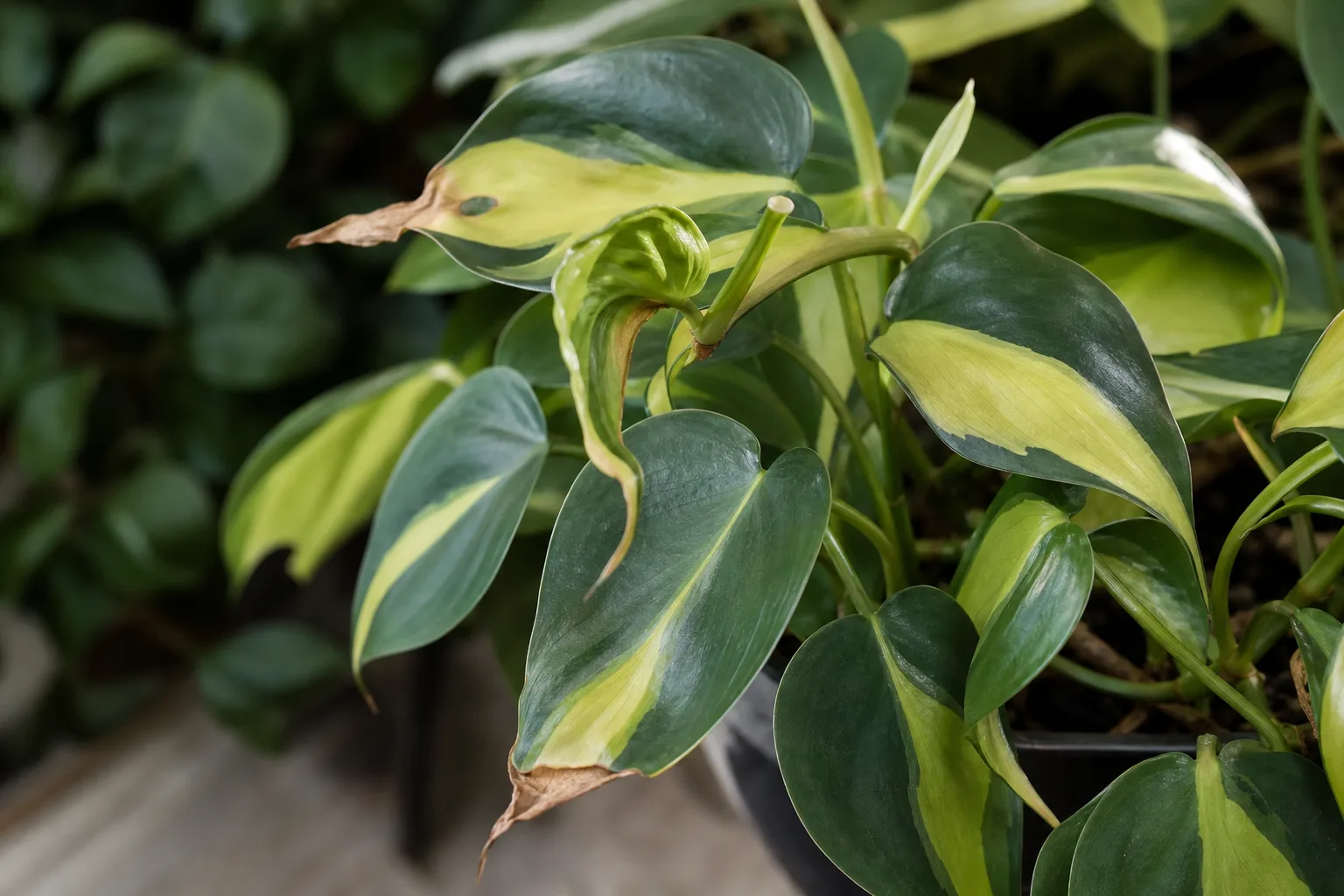 Calcium Deficiency on Philodendron Brasil - visible symptom on the plant