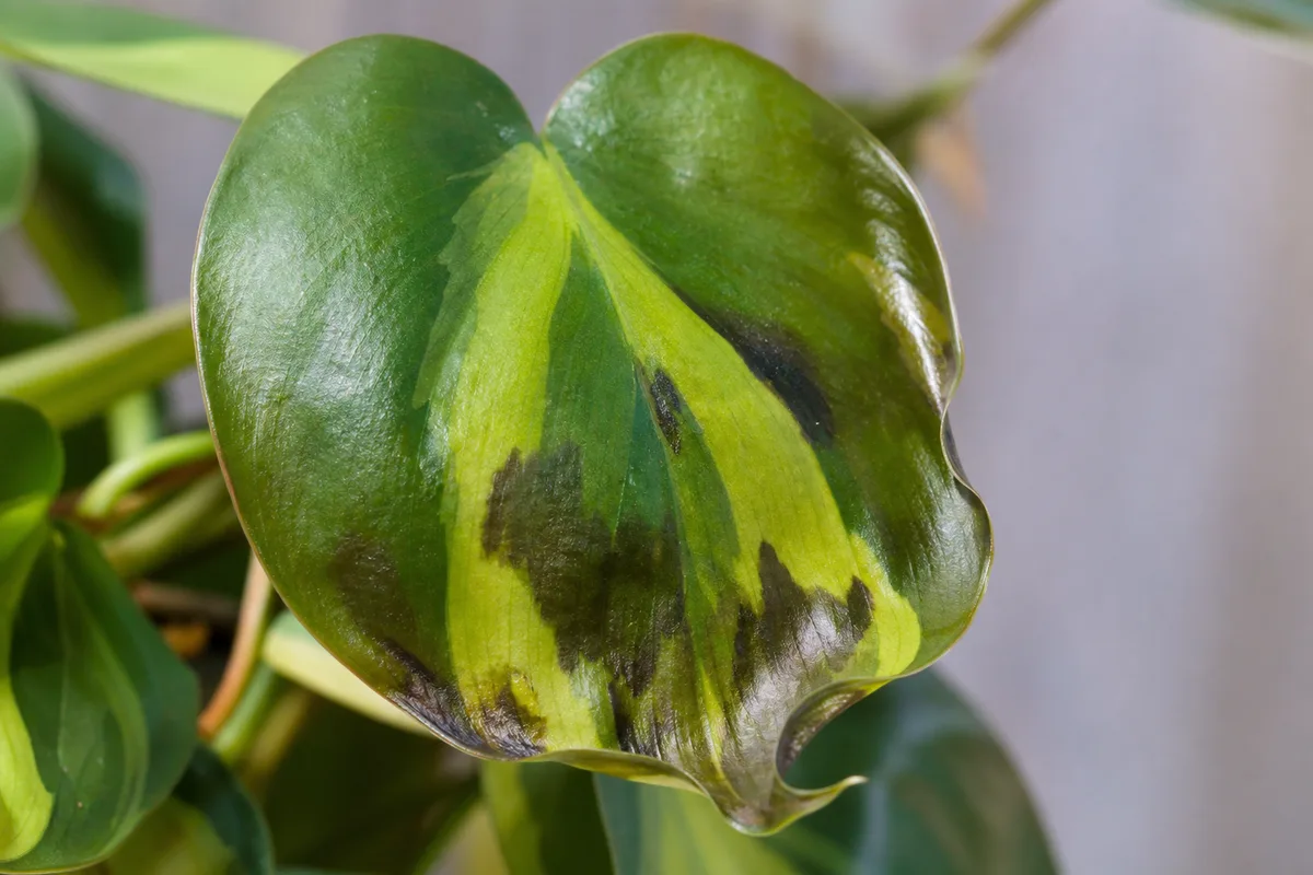 Close-up of Cold Damage on Philodendron Brasil - diagnostic detail