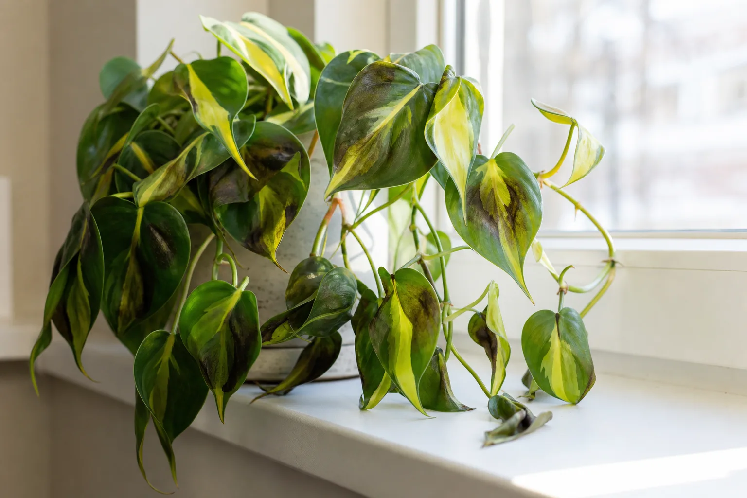 Cold Damage on Philodendron Brasil - visible symptom on the plant