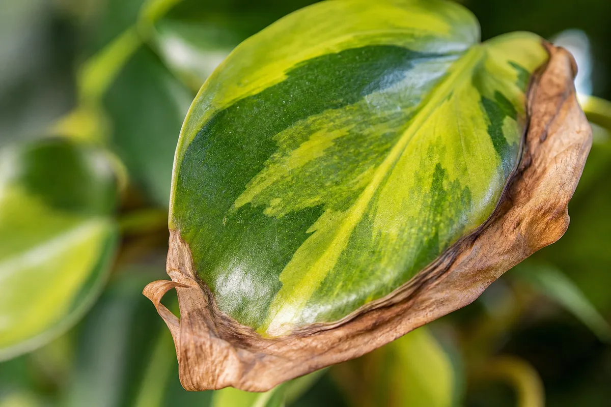 Close-up of Crispy Leaves on Philodendron Brasil - diagnostic detail