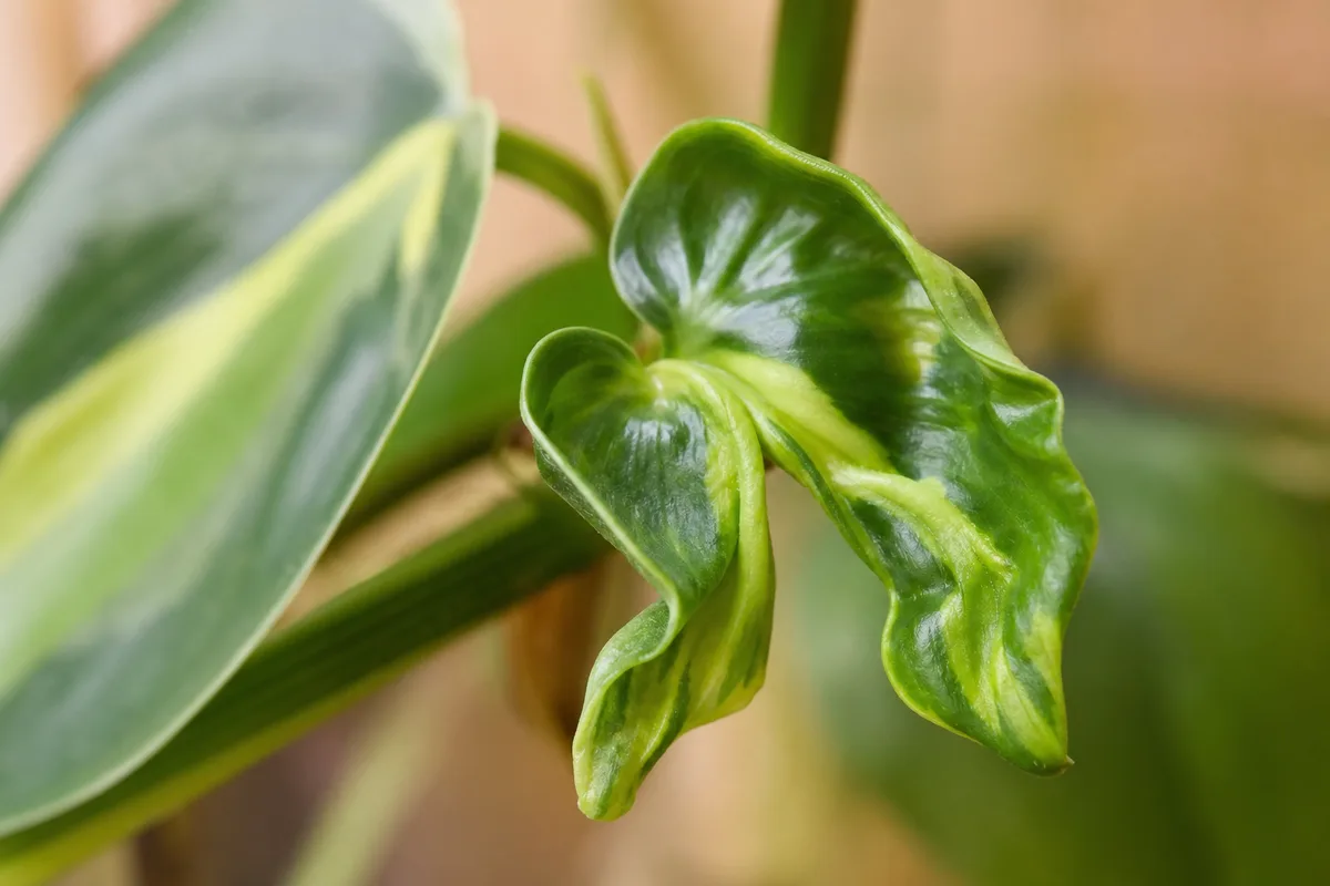 Close-up of Deformed New Growth on Philodendron Brasil - diagnostic detail