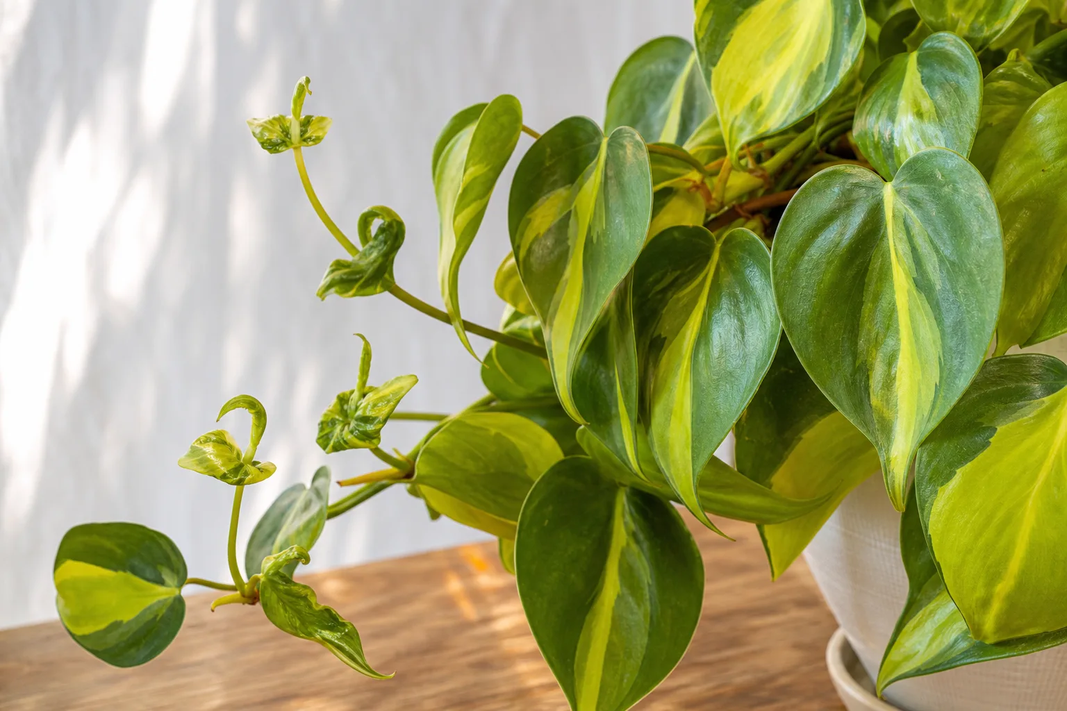 Deformed New Growth on Philodendron Brasil - visible symptom on the plant