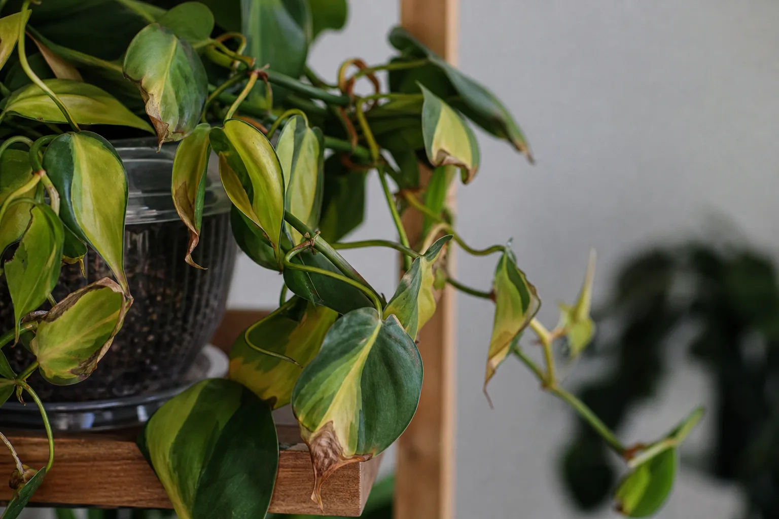 Heat Stress on Philodendron Brasil - visible symptom on the plant