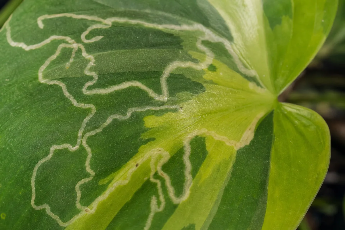 Close-up of Leaf Miners on Philodendron Brasil - diagnostic detail